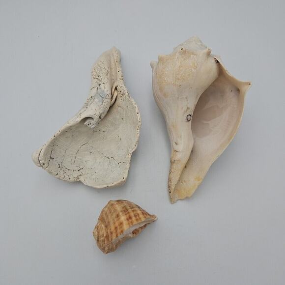 Lot Of Three Natural Sea Shells - Picture 2 of 8